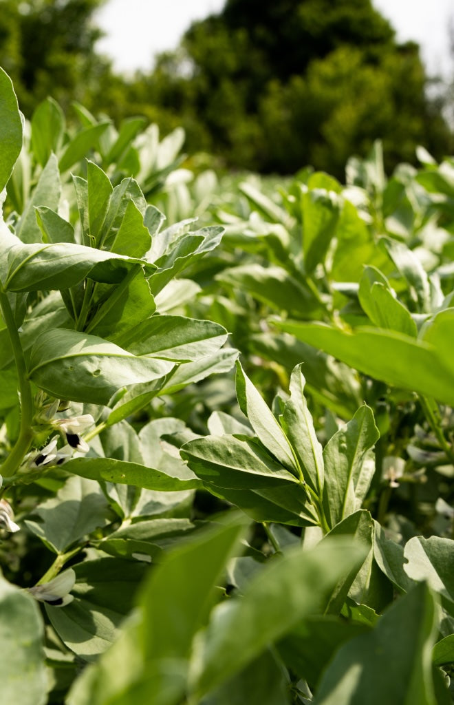 Faba beans belong to the pea and faba bean family of Fabaceae.