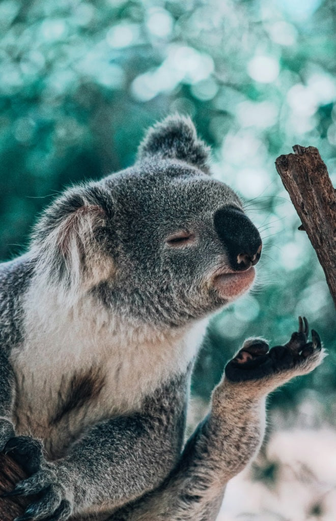 Why Australian-grown vegan protein powder